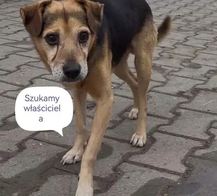 Zaginiony pies w Dzbańce – szuka właściciela