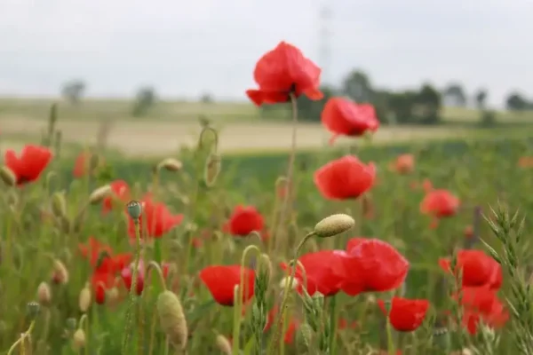 Dożynki Gminne w Wojnowicach – atrakcje dla całej rodziny już 12 września